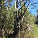Rohrkopfhütte 2 Baum