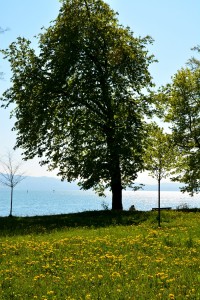Baum am Bodensee